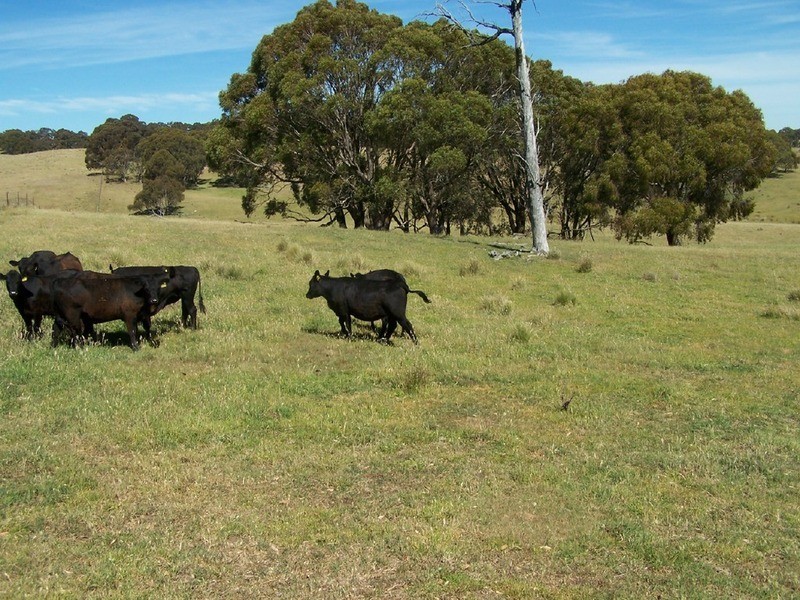 Lot 1 Bannister Lane, Gurrundah NSW 2581