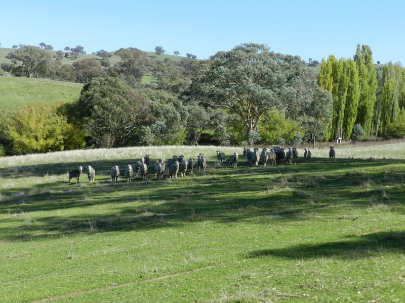 191 Yewrangara Street, Bigga NSW 2583