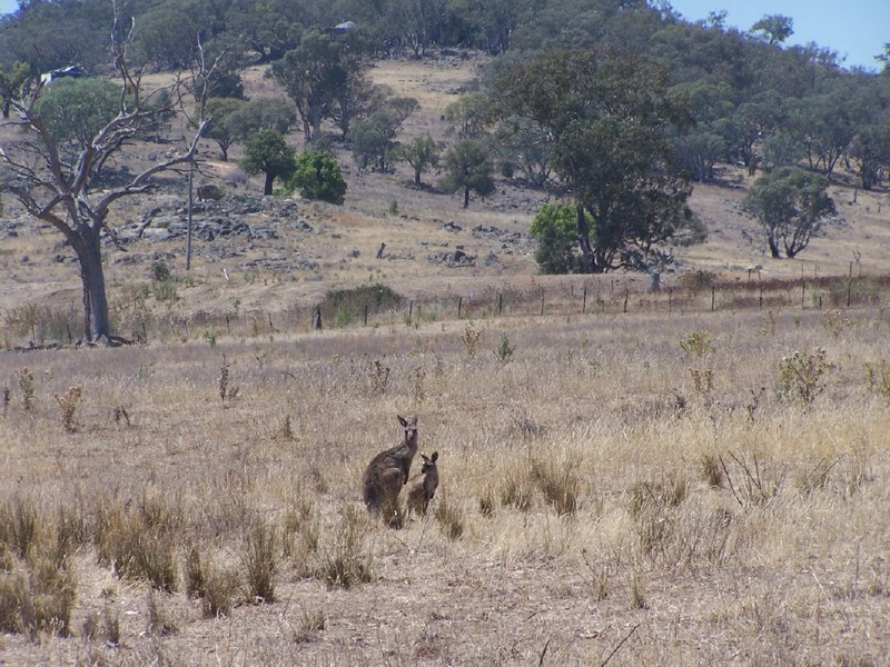 142 Streamville Road, Bigga NSW 2583