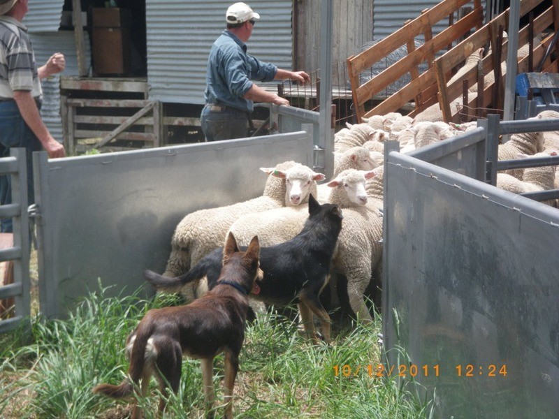 Lot 67 Golspie  Road, Laggan NSW 2583