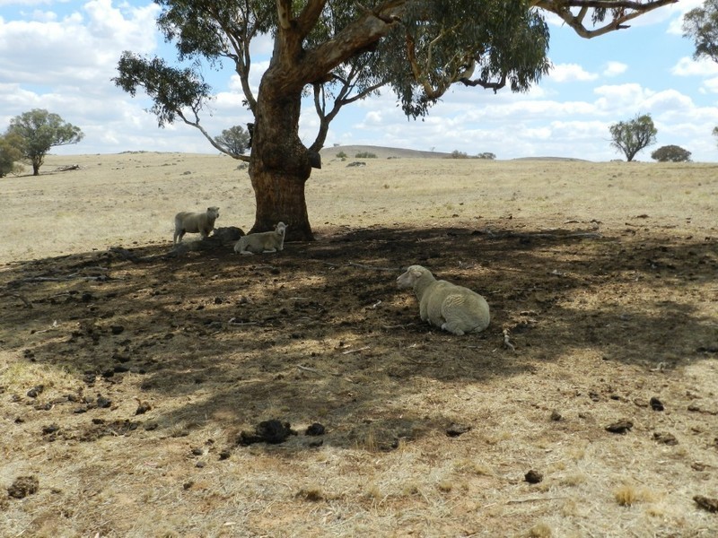 Lot 103 Off Boorowa Road, Crookwell NSW 2583