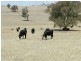 Lot 106 Off Boorowa Road, Crookwell NSW 2583