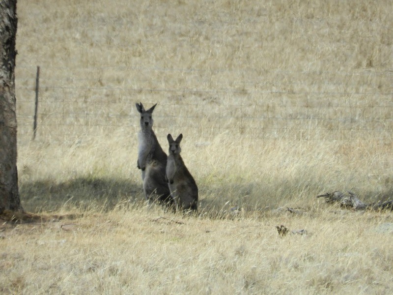 Lot 106 Off Boorowa Road, Crookwell NSW 2583