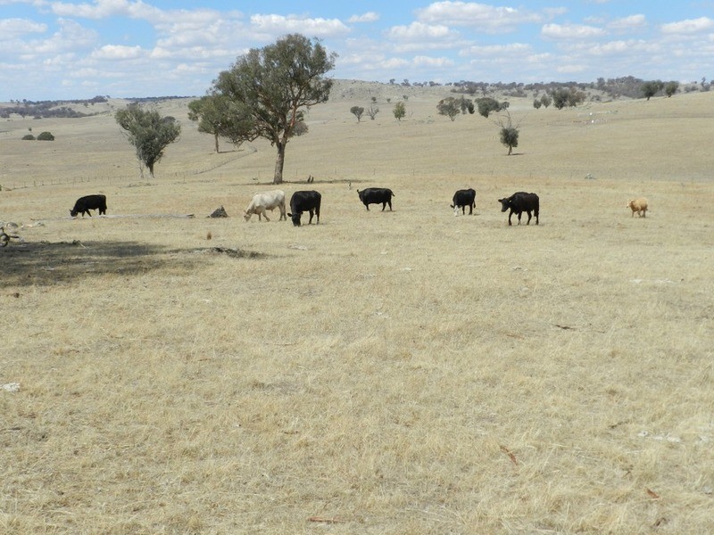 Lot 106 Off Boorowa Road, Crookwell NSW 2583