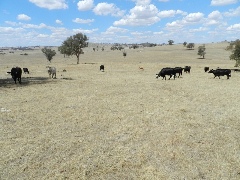 Lot 106 Off Boorowa Road, Crookwell NSW 2583