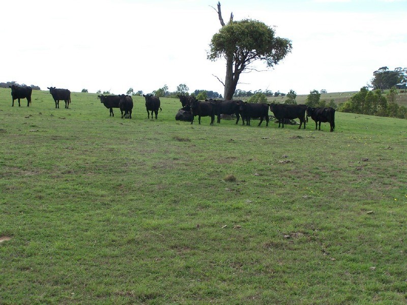 Peppermint Farm Bannister  Lane, Gurrundah NSW 2581