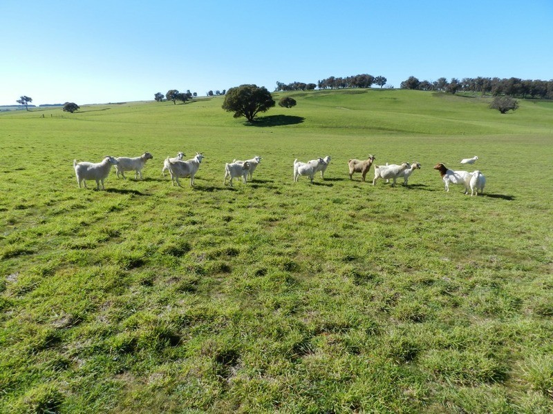 202 Off Redground Heights Road, Laggan NSW 2583