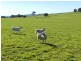 202 Off Redground Heights Road, Laggan NSW 2583