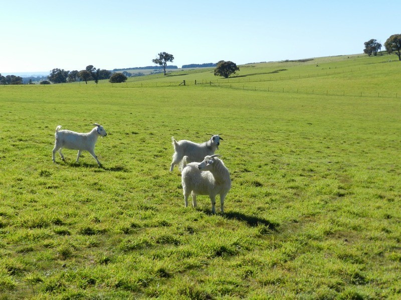 202 Off Redground Heights Road, Laggan NSW 2583