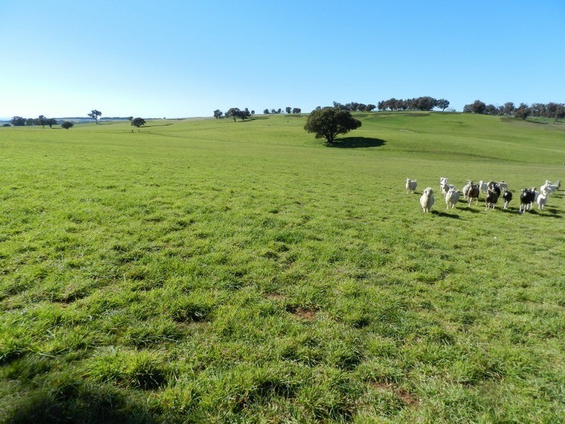 202 Off Redground Heights Road, Laggan NSW 2583