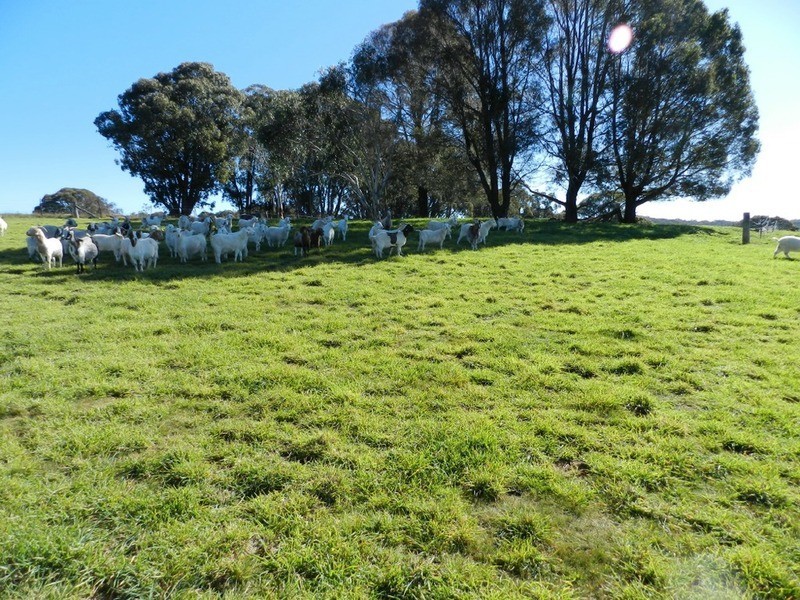 202 Off Redground Heights Road, Laggan NSW 2583