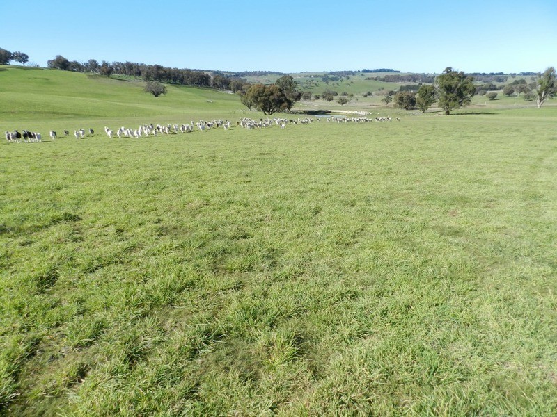 202 Off Redground Heights Road, Laggan NSW 2583
