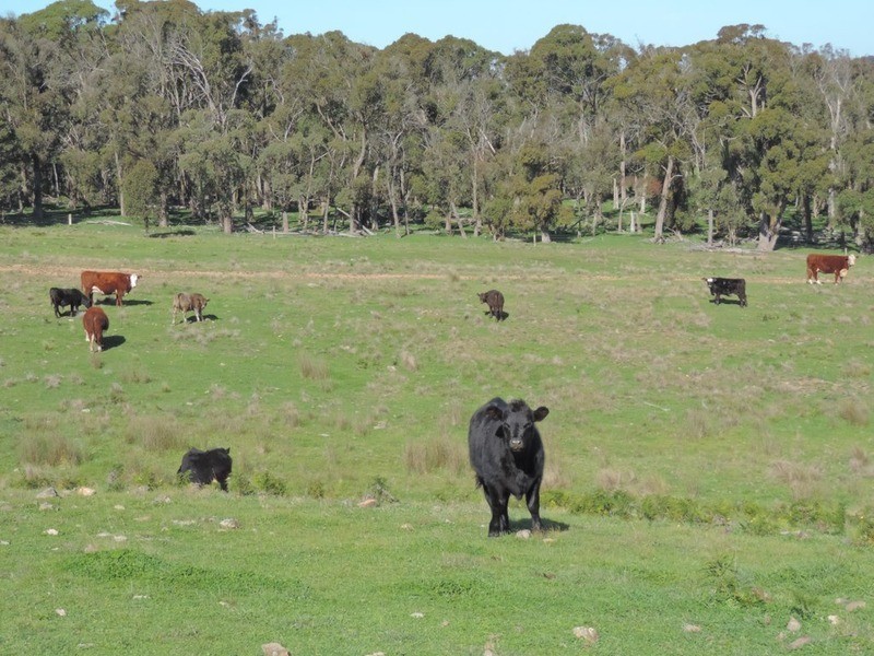 1635 Rhyanna  Road, Goulburn NSW 2580