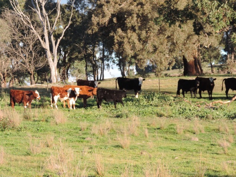 Kulnura Peelwood  Road, Limerick NSW 2583