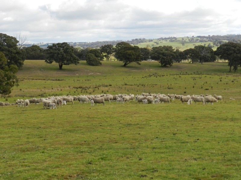 Bolton 656 Kangaloolah  Road, Binda NSW 2583