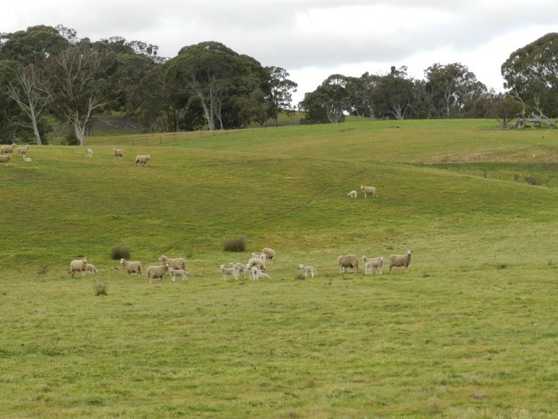 Bolton 656 Kangaloolah  Road, Binda NSW 2583
