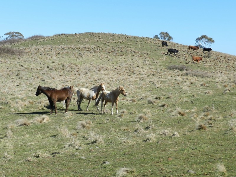 211 Pomaroy Mill Ford Road, Goulburn NSW 2580