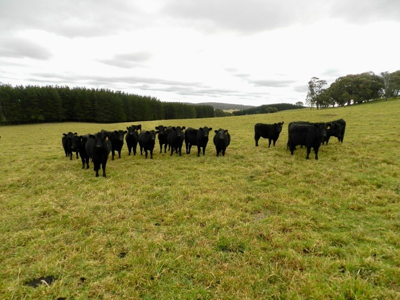 Grathawai Oberon  Road, Taralga NSW 2580