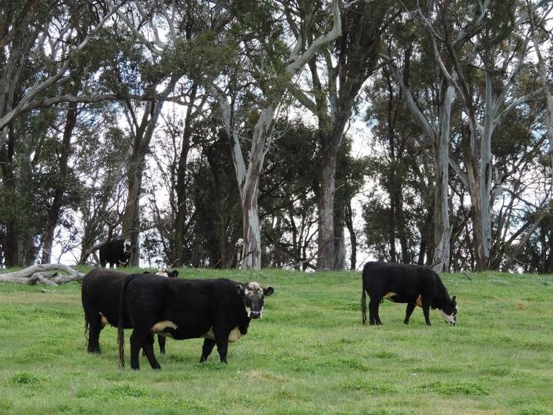 2851 Gunning Road, Grabben Gullen NSW 2583