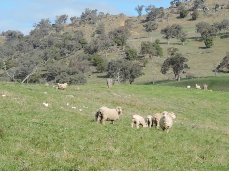 Greenmantle Valley Greenmantle Road, Bigga NSW 2583