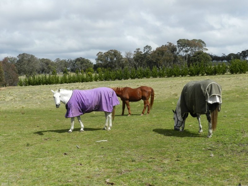 33 Ravenswood Lane, Goulburn NSW 2580