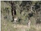 Lot 11 Range Road, Bannister NSW 2580