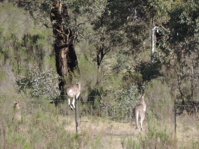 Lot 11 Range Road, Bannister NSW 2580