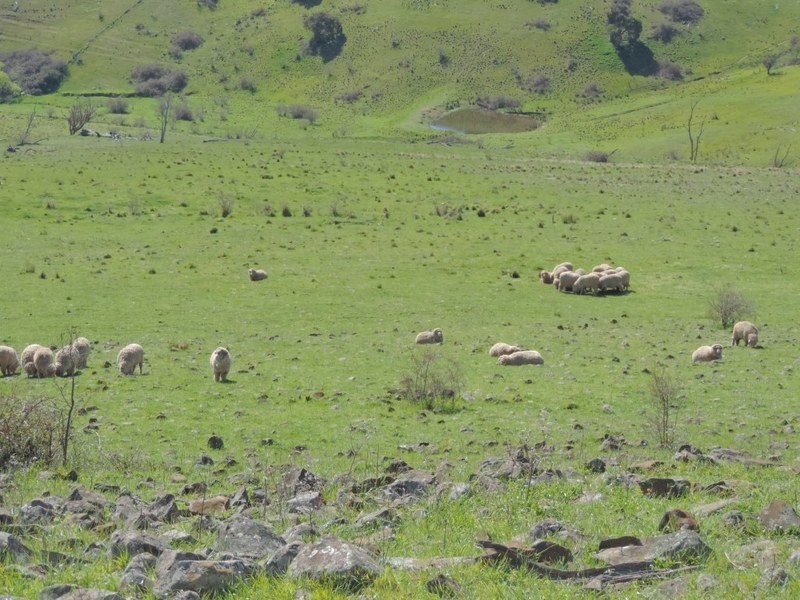 832 Levels Road, Golspie NSW 2580