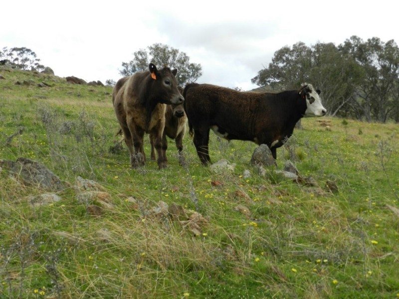 Lot 84 Greenmantle Road, Bigga NSW 2583