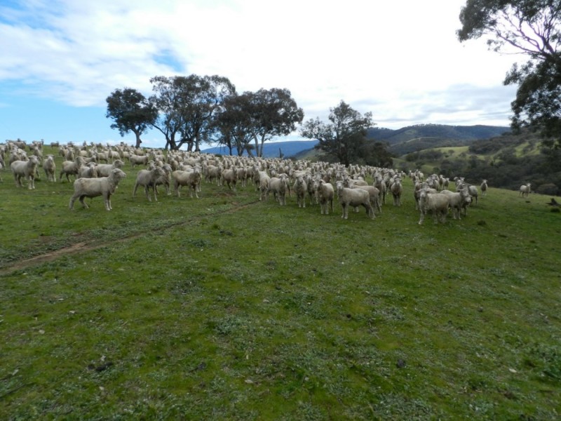 Lot 84 Greenmantle Road, Bigga NSW 2583