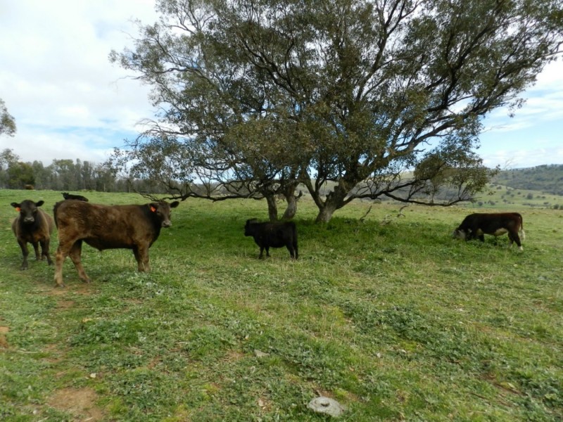 Lot 84 Greenmantle Road, Bigga NSW 2583