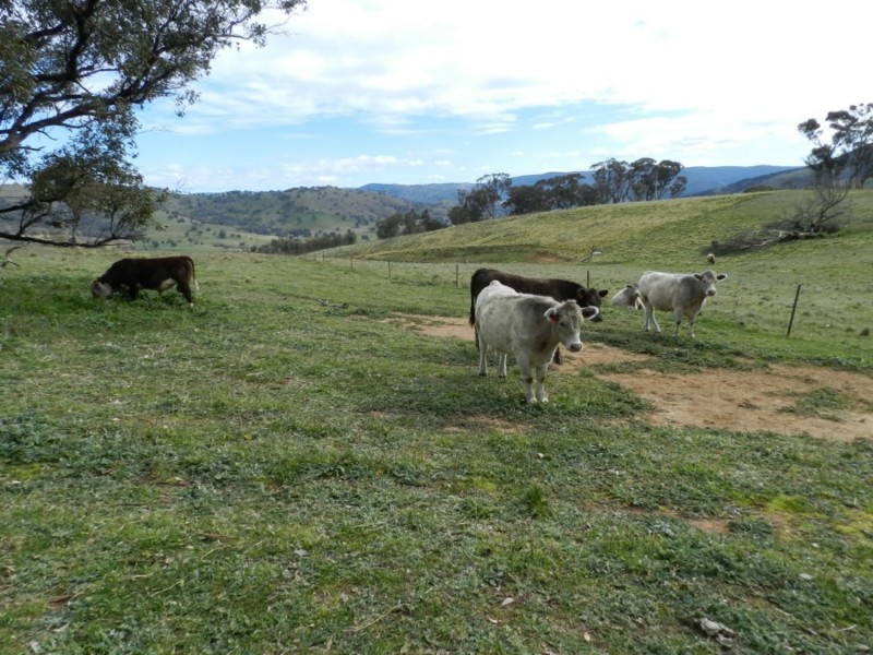 Lot 84 Greenmantle Road, Bigga NSW 2583
