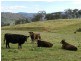Lot 84 Greenmantle Road, Bigga NSW 2583