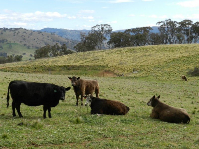 Lot 84 Greenmantle Road, Bigga NSW 2583