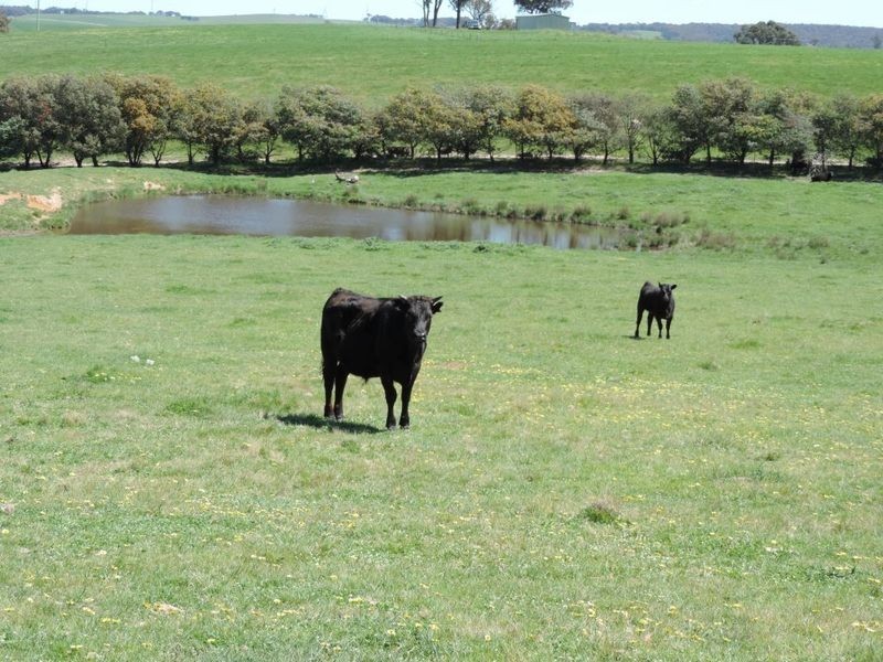 210 Pejar Road, Pejar NSW 2583