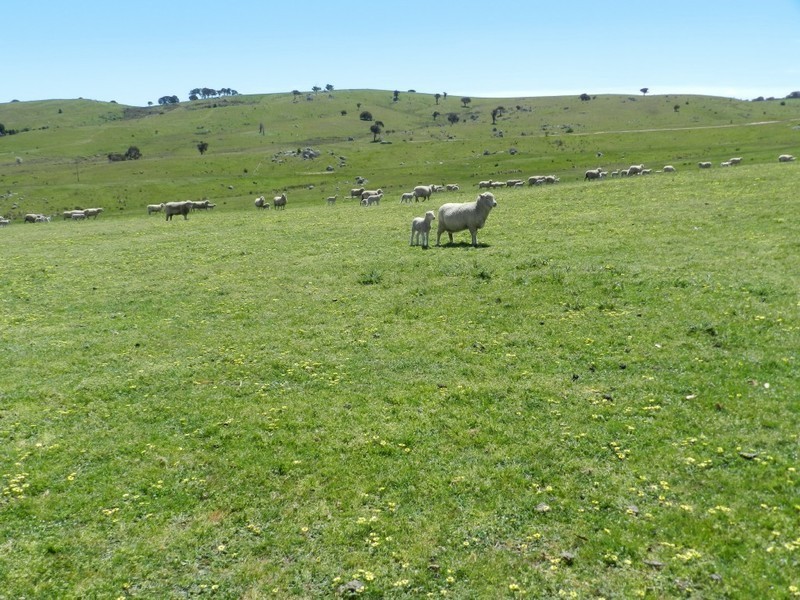 1159 Binda Road, Crookwell NSW 2583