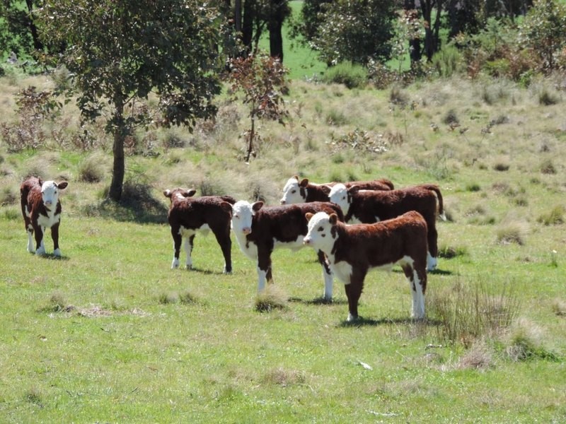 0 Clarke Road, Laggan NSW 2583