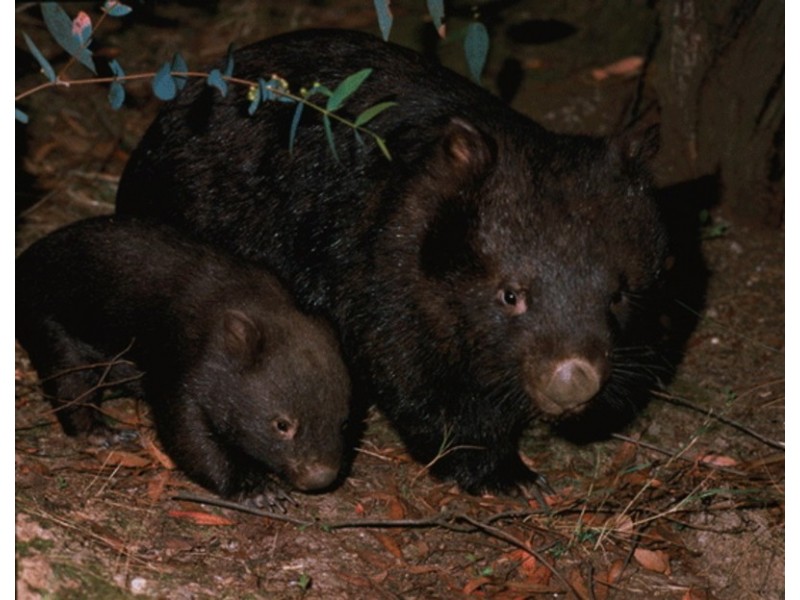 391 Rocklilly Road, Wombeyan Caves NSW 2580