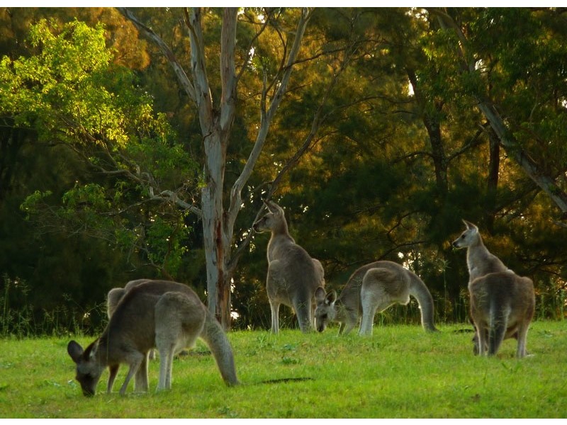 391 Rocklilly Road, Wombeyan Caves NSW 2580