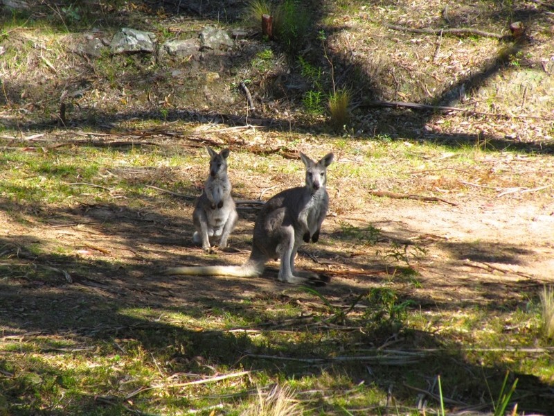 391 Rocklilly Road, Wombeyan Caves NSW 2580