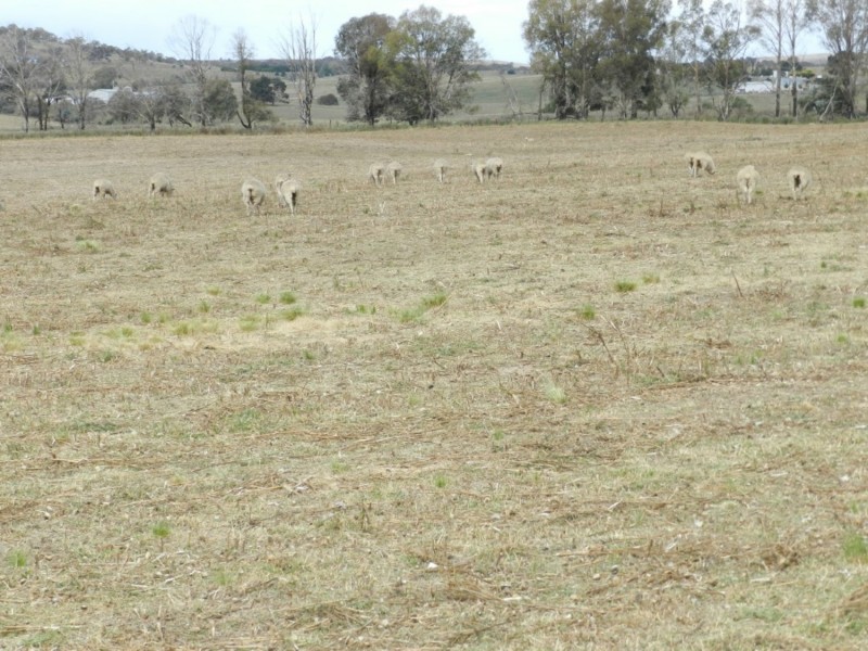 McLennans 1331 Pomaroy Road, Goulburn NSW 2580