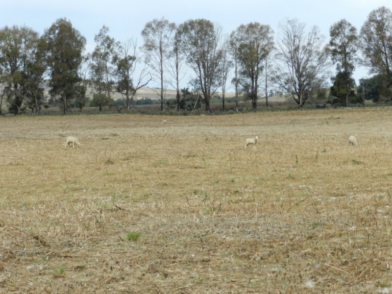 McLennans 1331 Pomaroy Road, Goulburn NSW 2580