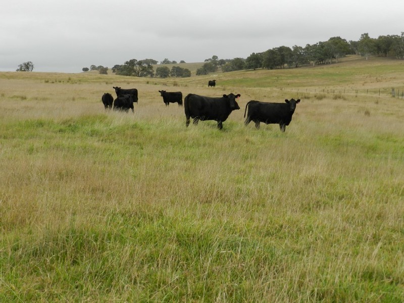 2251 Gurrundah Road, Goulburn NSW 2580