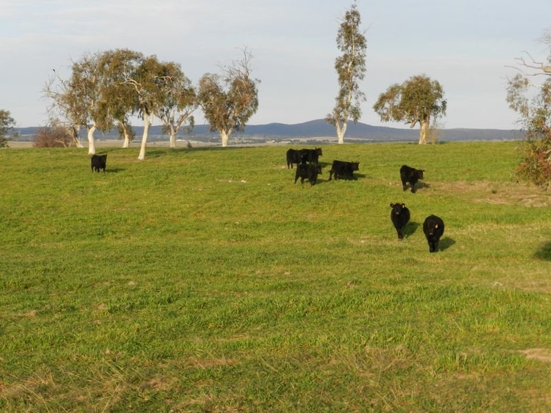 Lot 2 Gretta Road, Brisbane Grove NSW 2580