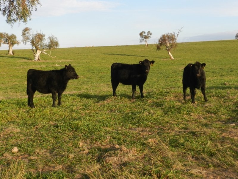 Lot 2 Gretta Road, Brisbane Grove NSW 2580