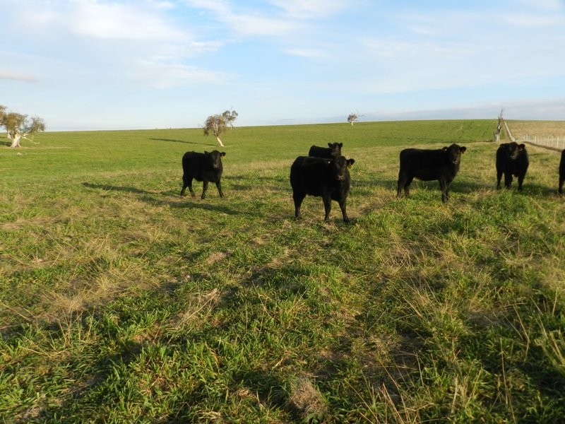 Lot 2 Gretta Road, Brisbane Grove NSW 2580