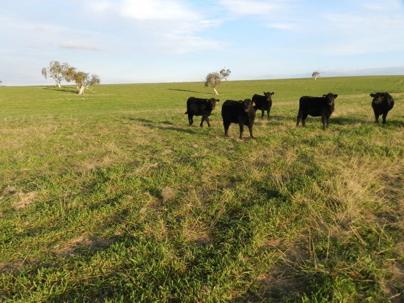 Lot 2 Gretta Road, Brisbane Grove NSW 2580