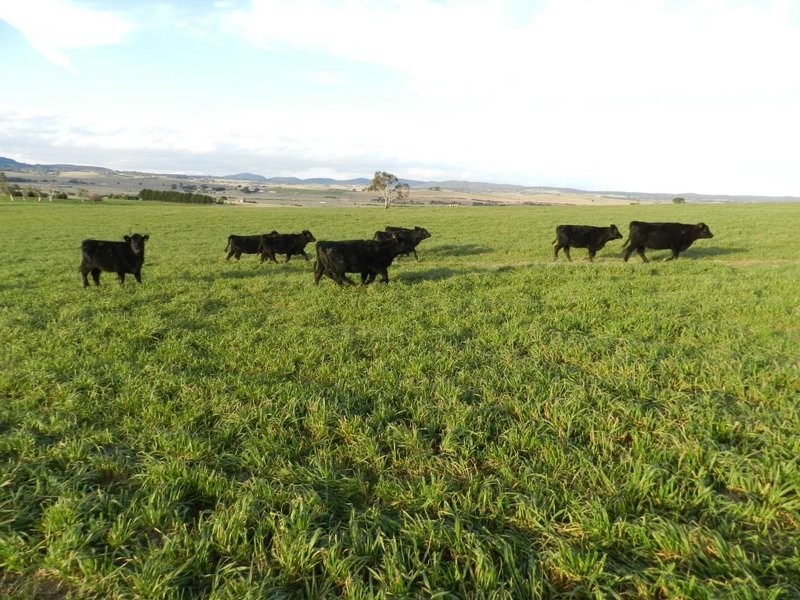 Lot 2 Gretta Road, Brisbane Grove NSW 2580