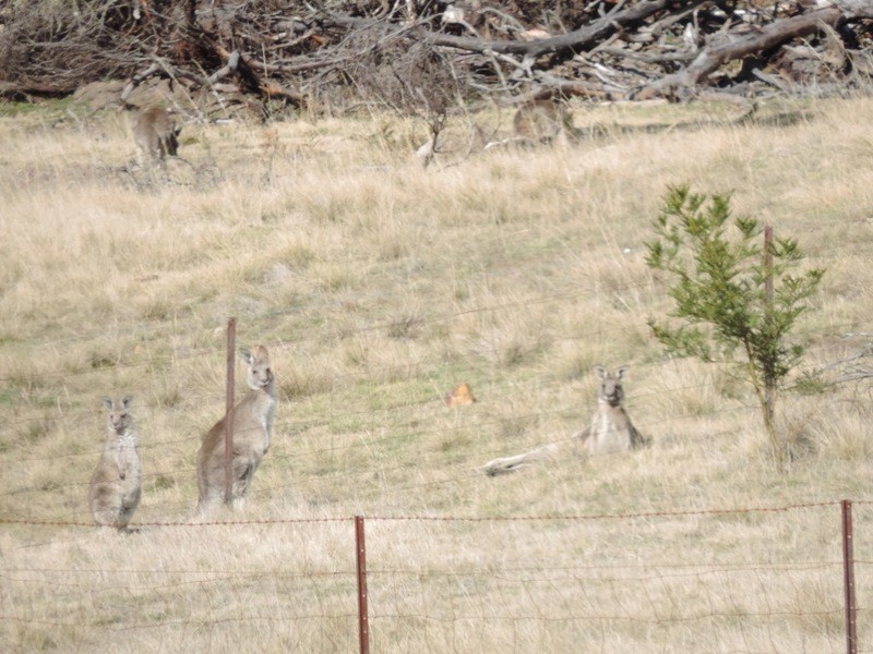 1063 Bullamalita Road, Quialigo NSW 2580