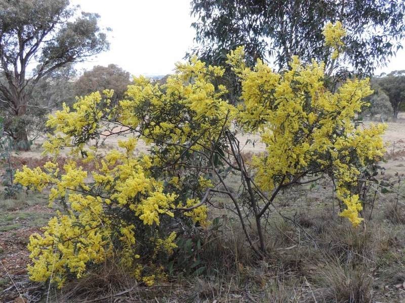 1063 Bullamalita Road, Quialigo NSW 2580